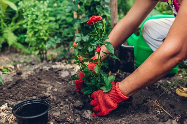 Planting Service in Nokomis