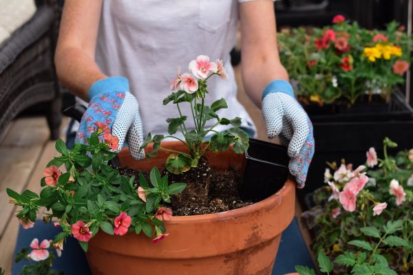 Plant Care Service in Nokomis