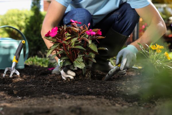 Plant Installation in Nokomis