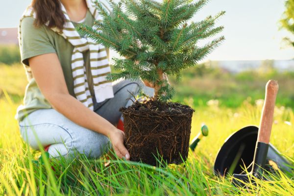 Spruce Tree Planting in Nokomis
