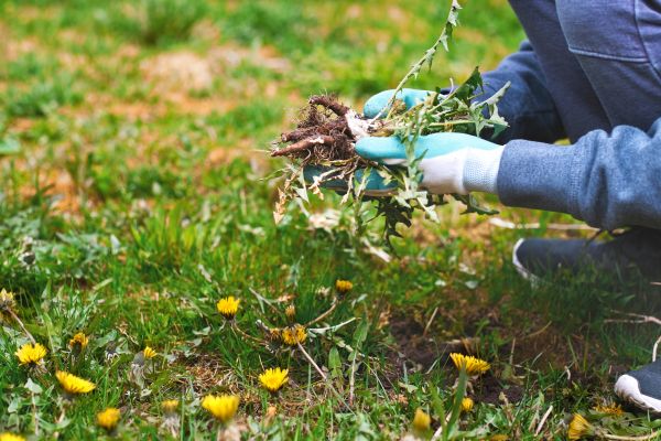 Flower Bed Clearing in Nokomis