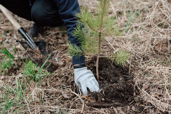 Pine Tree Planting in Nokomis