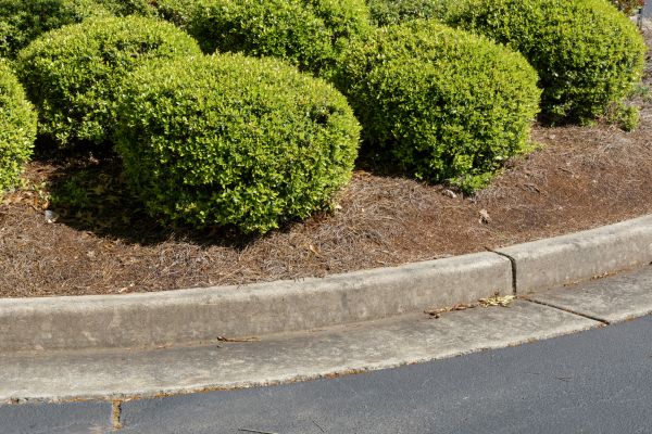 Pine Mulch Installation in Nokomis