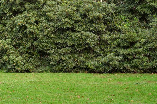 Privacy Hedge Planting Service
