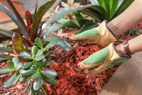 Cedar Mulch Installation in Nokomis