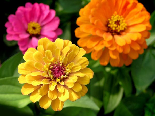 Zinnia Planting in Nokomis