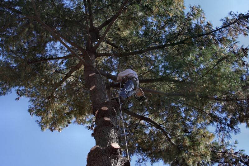 Arborist Tree Service detail